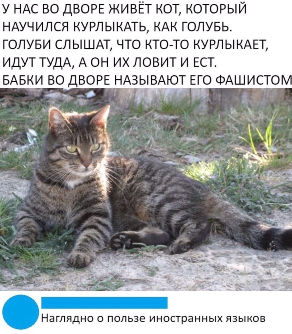 У любы живет кот